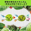 Поглотитель кислорода ST SHINSENBAN для сохранения свежести овощей и зелени в холодильнике